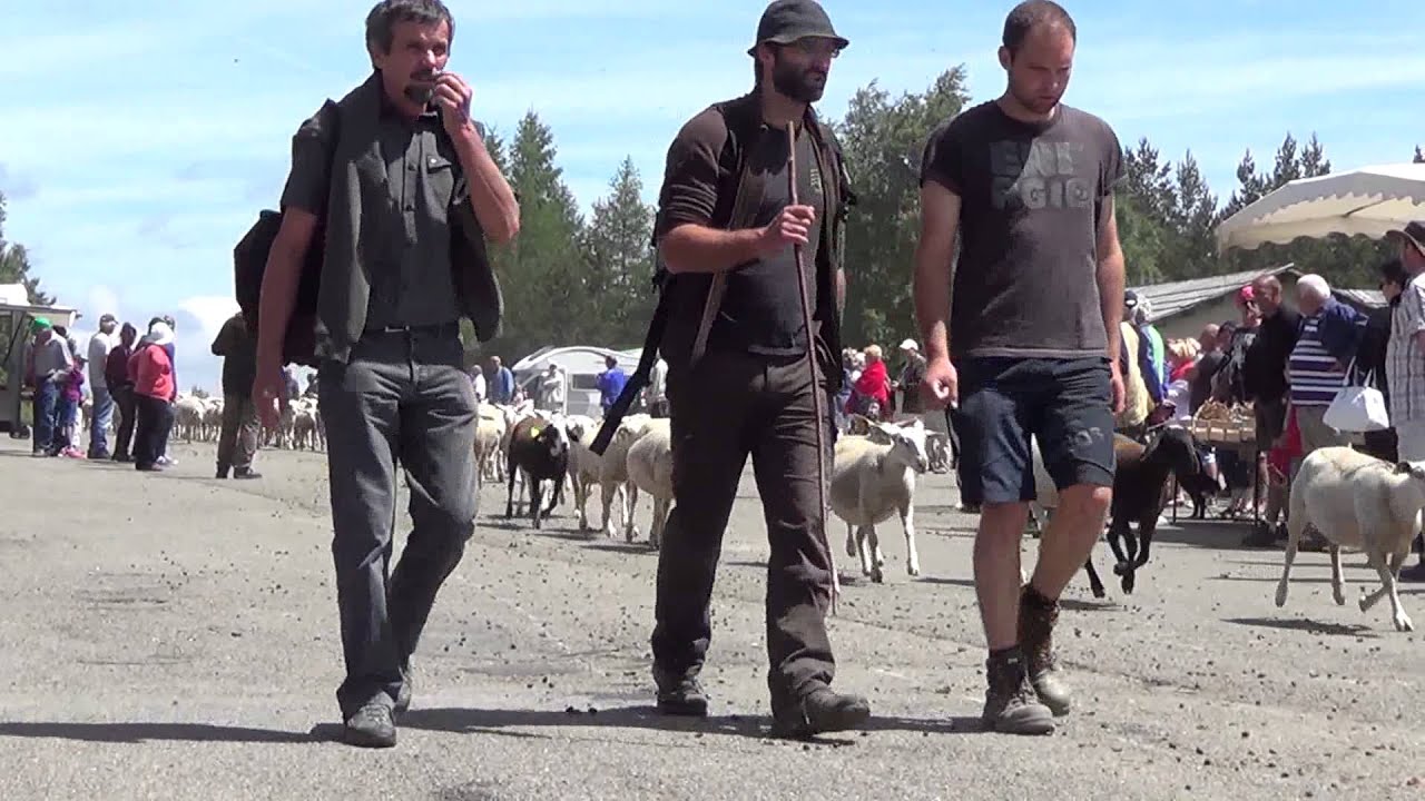 Fête de la transhumance au Mont Lozère