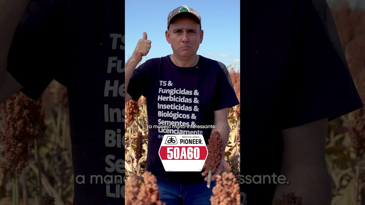 Sorgo Pioneer&reg; com TSI LumiGEN&reg;: veja o desempenho do 50A60 em Montividiu/GO