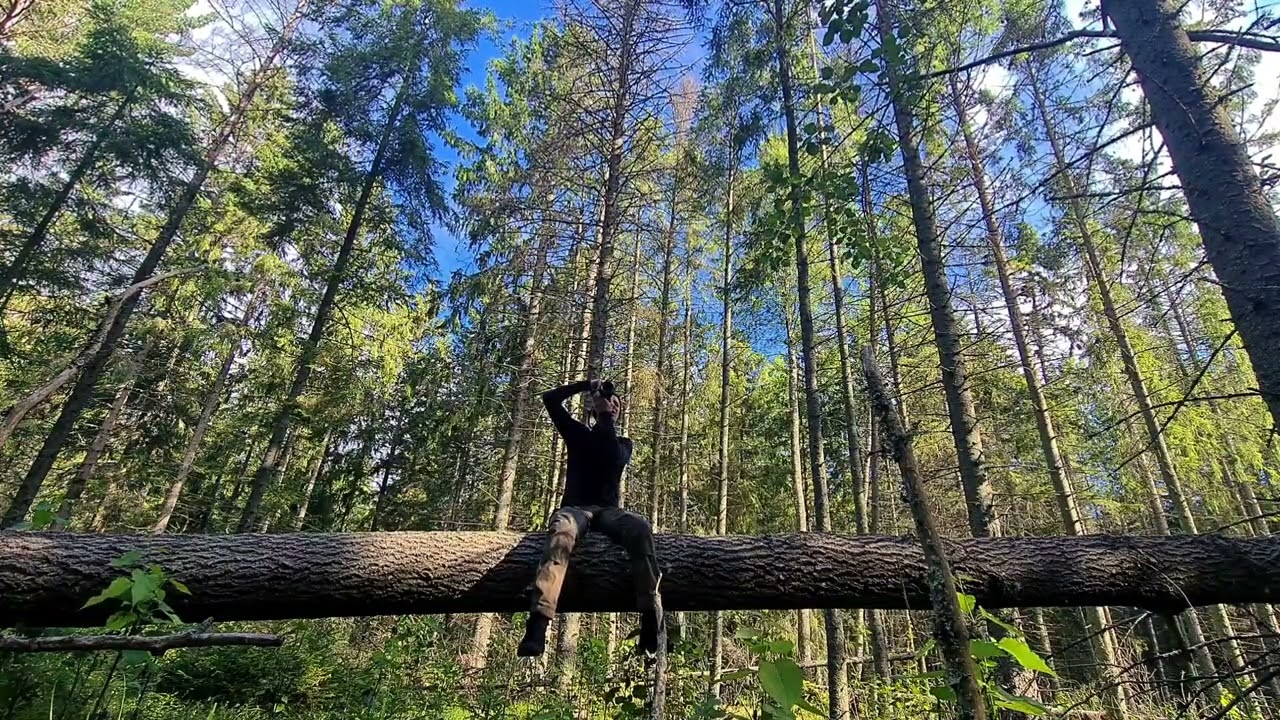 Walk after big storm at Viimsi forest
