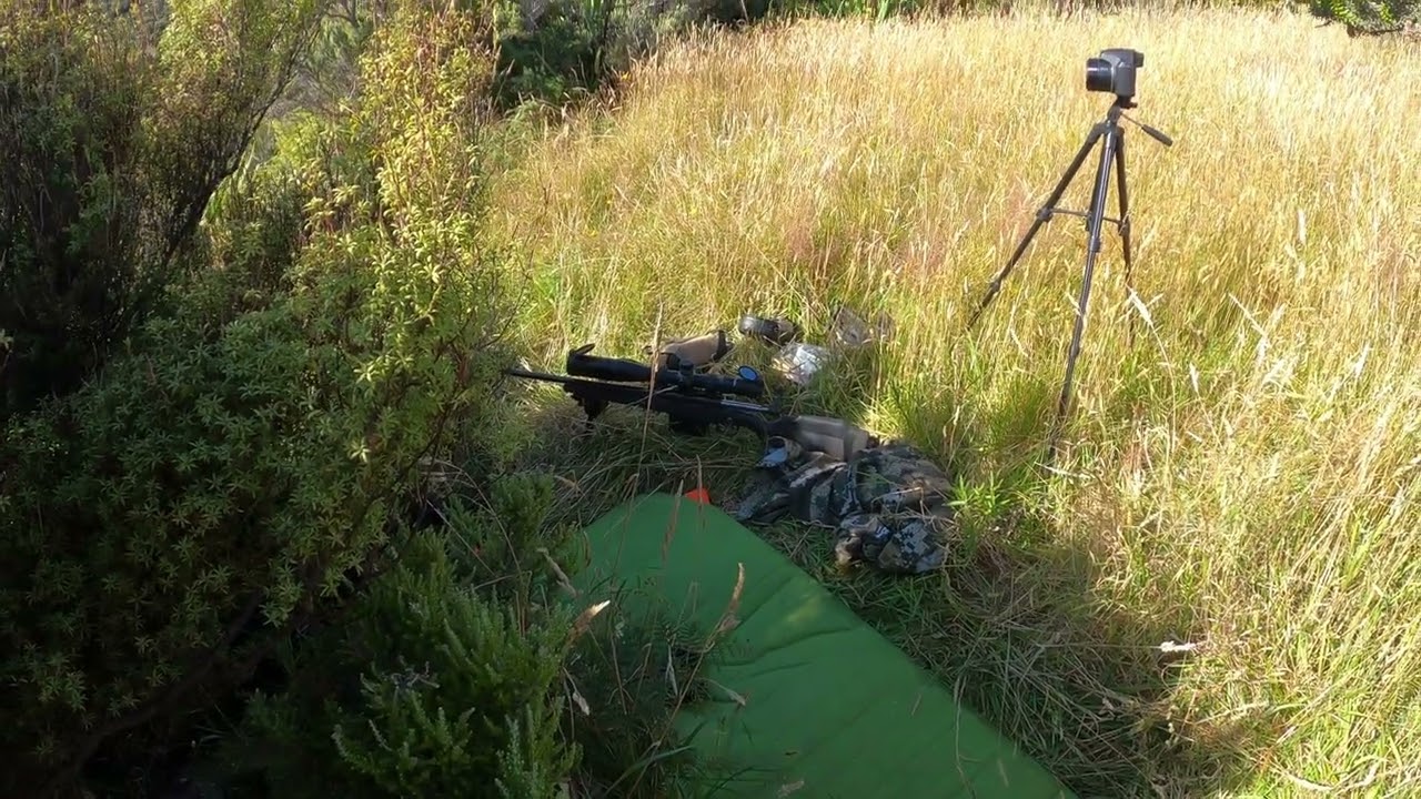 338 Hunting - Pre roar recon: Aorangi Forest Park