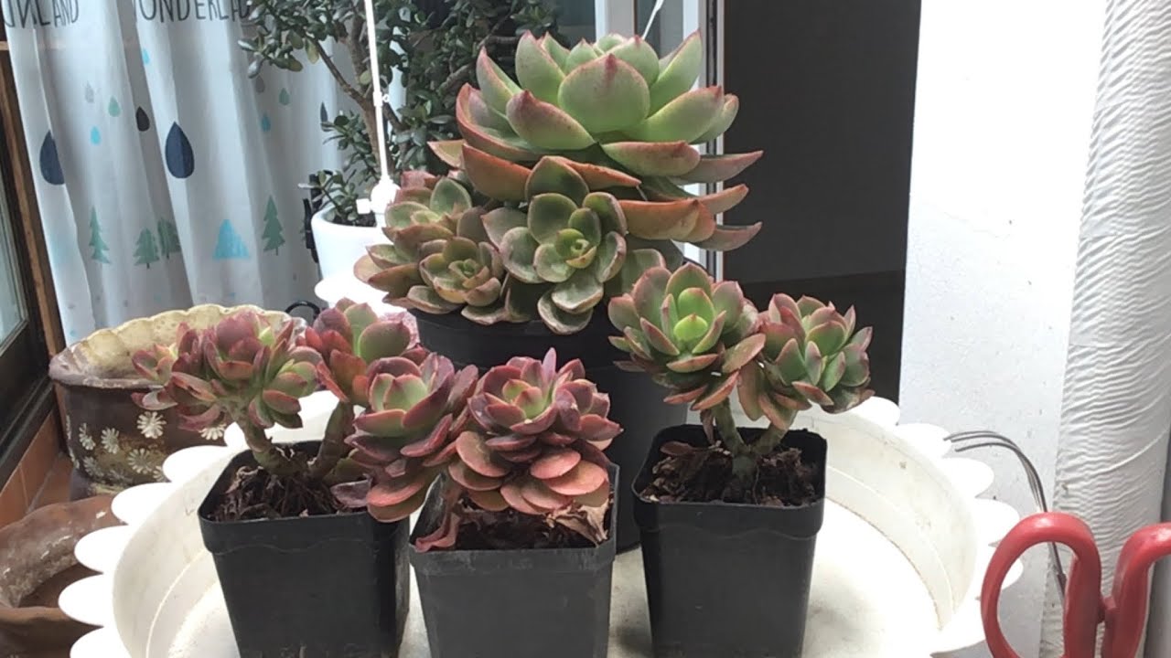 모란장. 꽃안에행복에서 이쁜 애들 데려 왔어요. 가격 착한 줄리아나. 멋진 수형.어마하게 큰 앙블리. 제가 만든 화분에 심었어요~~~~~~^^