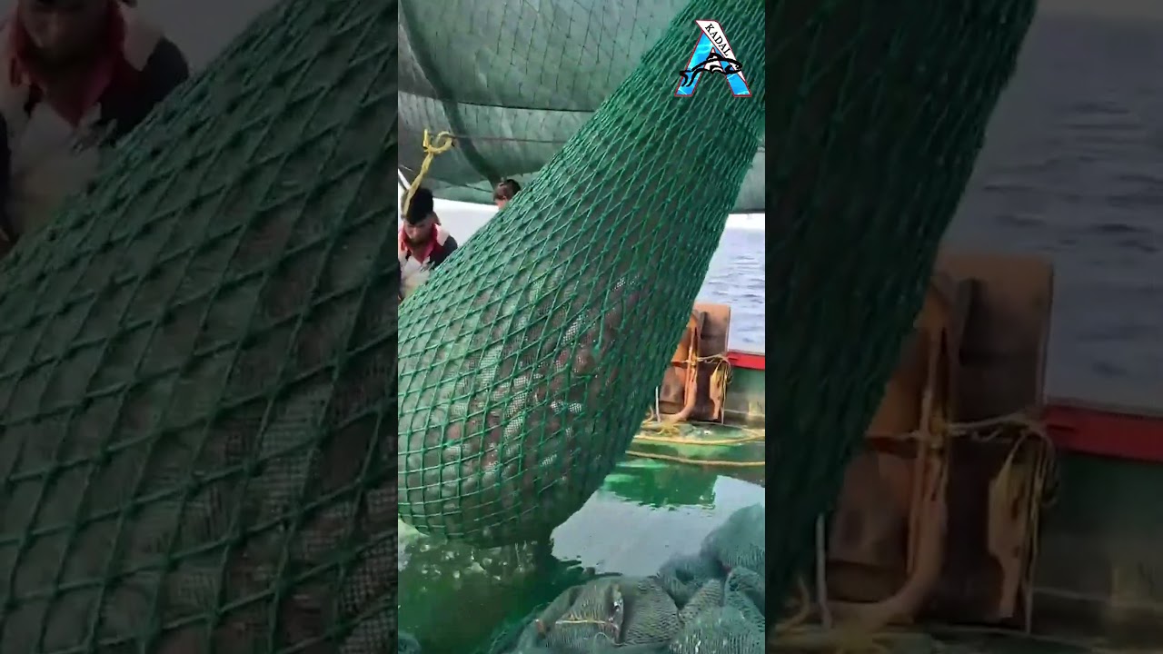 HUGE HAUL! Net Fishing in the Deep Sea 🎊🐠 #FishingShorts #NetFishingVideos #Sea