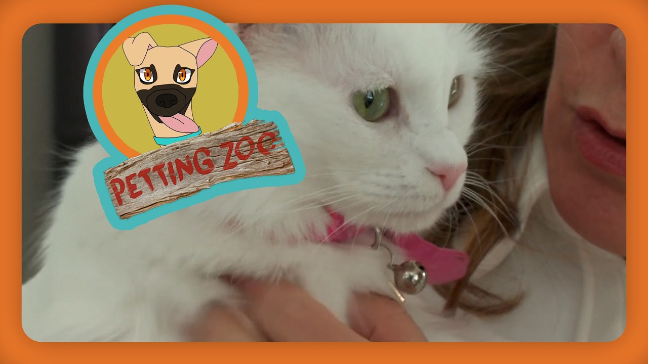Petting Zoo: Veteran reunited with stray cat