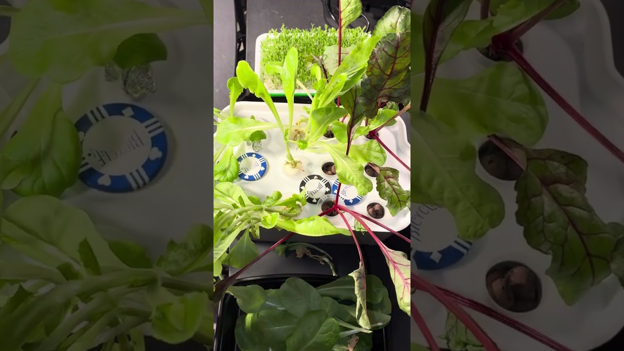 Butter crunch lettuce aero garden harvest