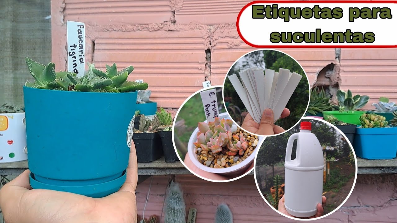 Aprende como realizar etiquetas para marcar tus suculentas.♻️