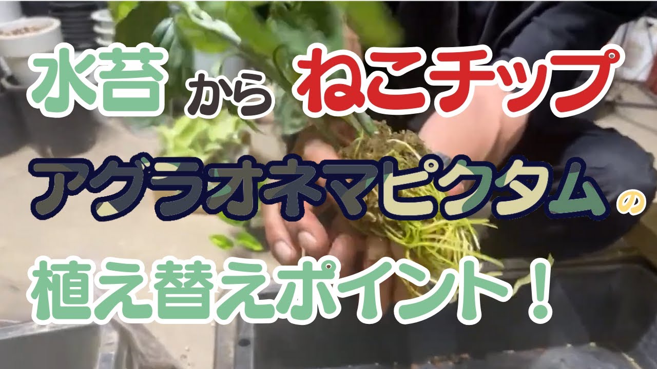 【切り抜き動画】アグラオネマ ピクタム 　水苔からねこチップへの植え替えポイント!