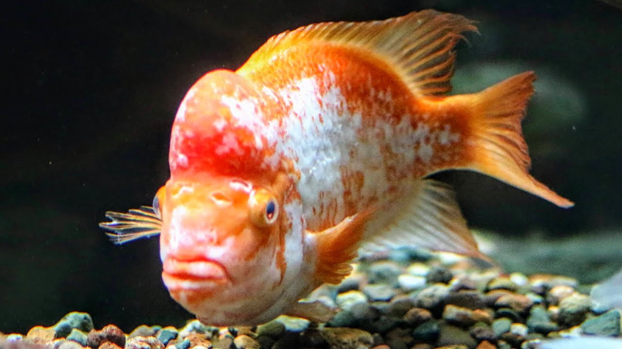 Top 10 Favorite Central American Cichlids