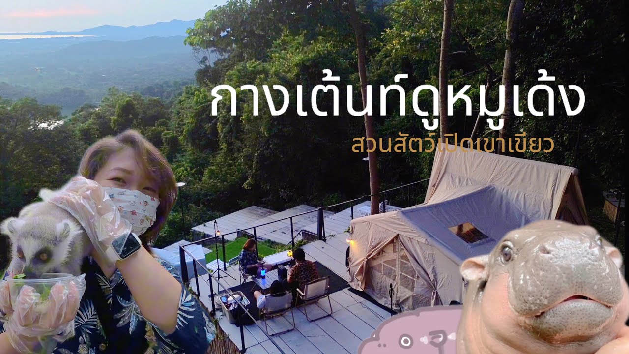 กางเต้นท์ดูหมูเด้ง | สวนสัตว์เปิดเขาเขียว | #หมูเด้ง | #moodeng | EP.22