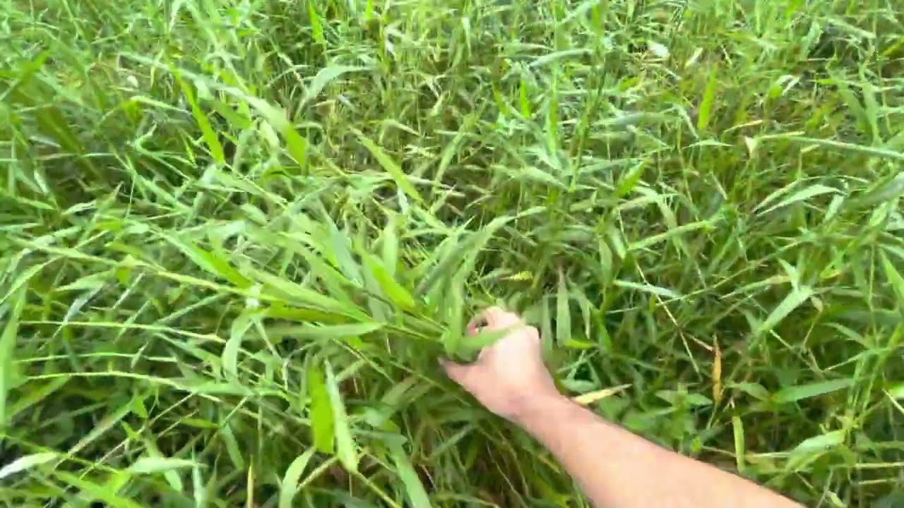 Condições para o primeiro pastejo do capim tangola  após o plantio