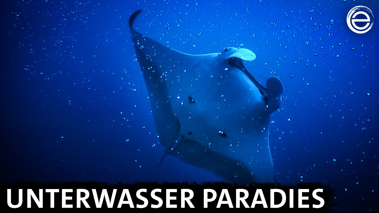 Hawaii ‒ Paradies der Wale und Vulkane | Erlebnis Erde
