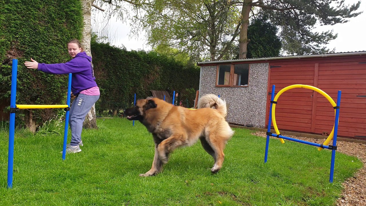 Diego the Estrela Mountain Dog doing Agility Practice at home.