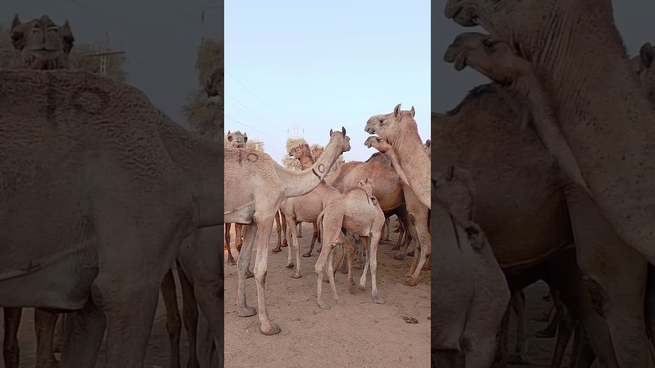 F Camel Mandi 