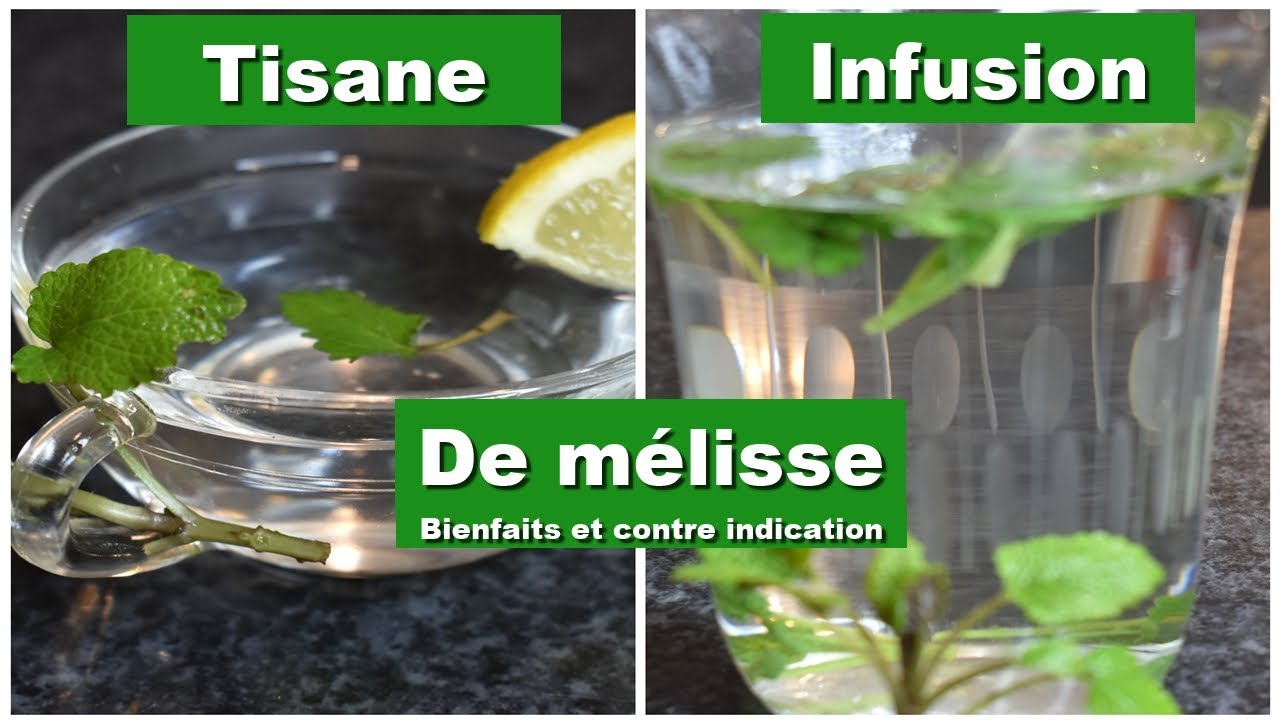 Infusion de Mélisse : Bienfaits et Contre-Indications, Tout Savoir Avant de Consommer !