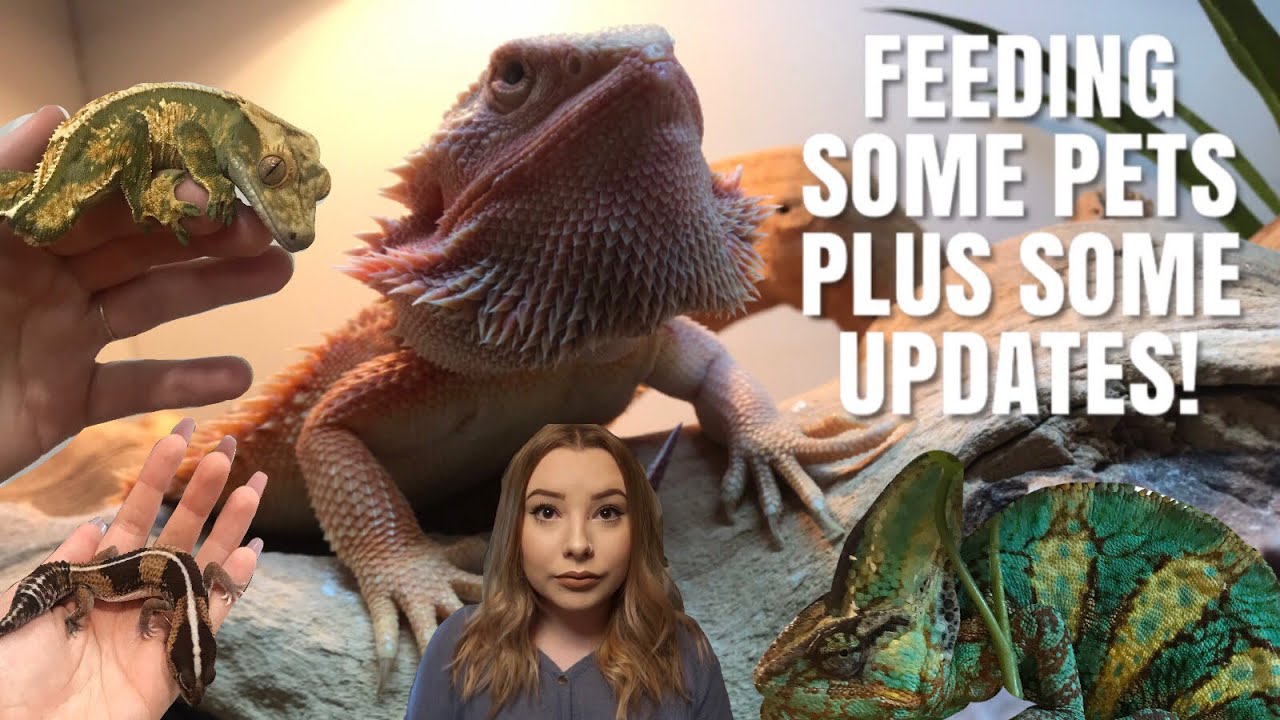 Feeding My Pets! + Reptile Room Updates!