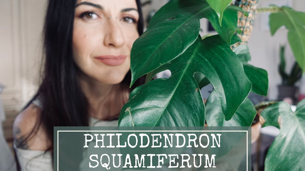 Come curare il Philodendron squamiferum!