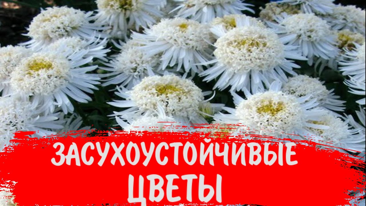 ПОСАДИТЕ ЗАСУХОУСТОЙЧИВЫЕ НЕПРИХОТЛИВЫЕ МНОГОЛЕТНИЕ ЦВЕТЫ в САДУ!