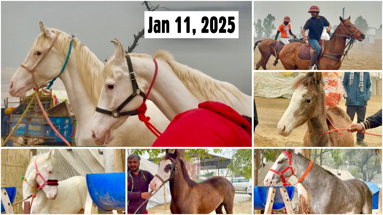 Muktsar Ghoda Mandi Jan 11, 2025 Vlog | Polo Match, Saste Horses & Heavy Rainfall