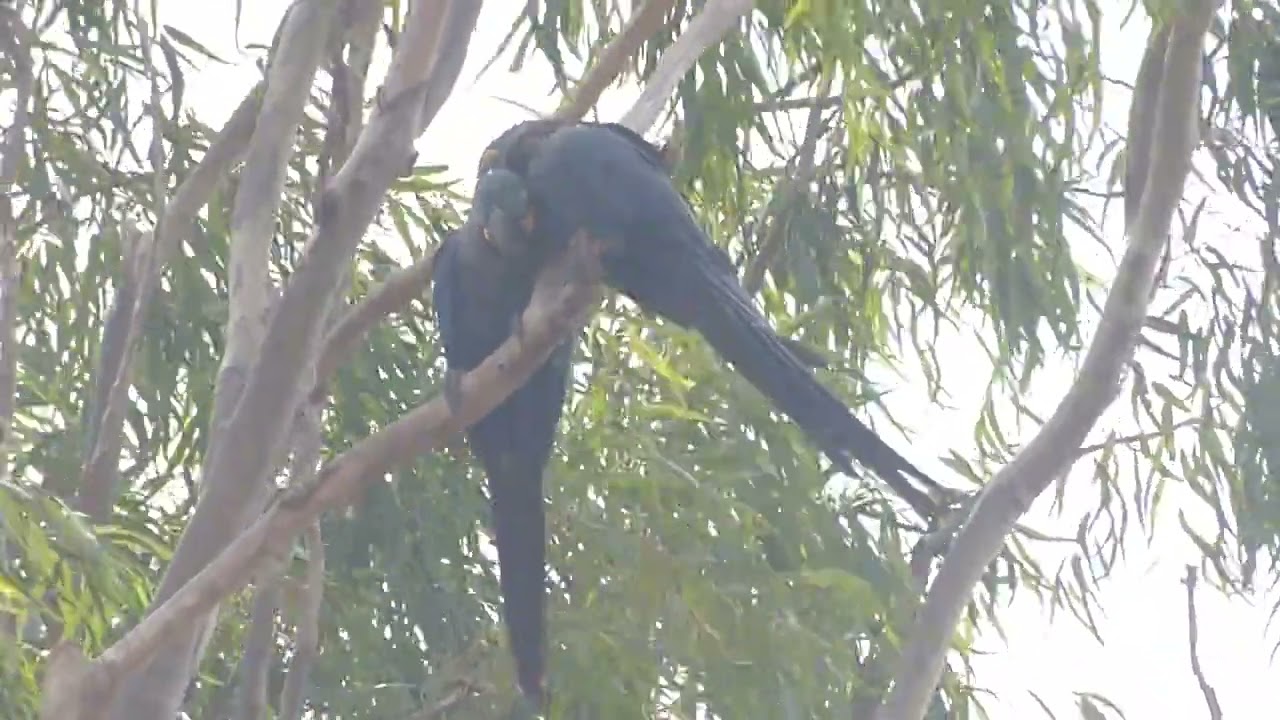 Lear's Macaw, Anodorhynchus leari, Euclides da Cunha, BA, Brazil, 20 Jan 2026 (3/3)