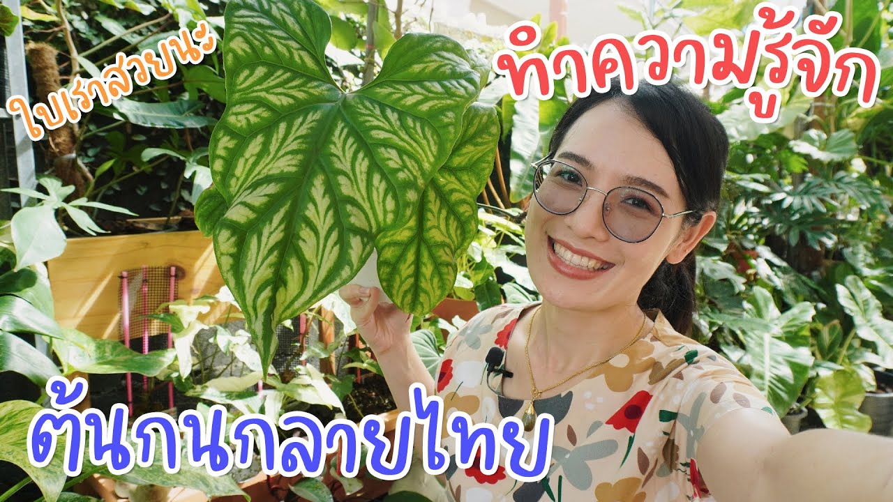 ดูแลและขยายพันธุ์ ต้นกนกลายไทย #กนกลายไทย