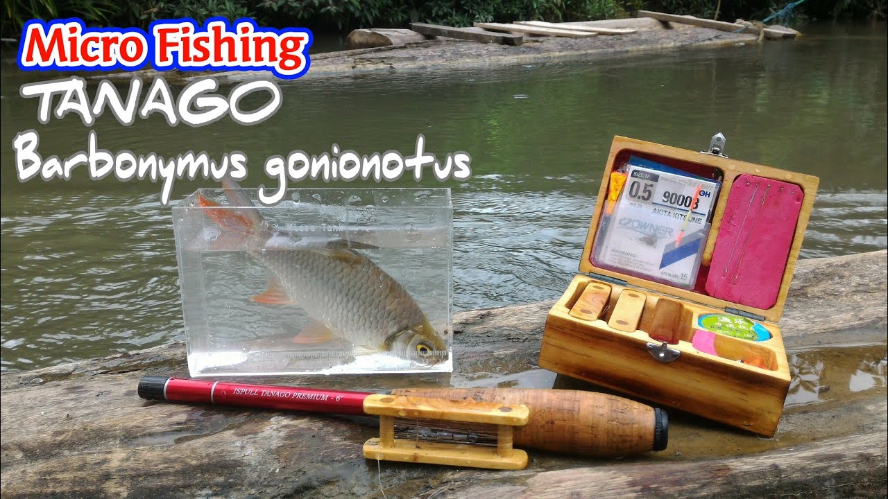 Micro Fishing Tanago ||eksplorer sungai kecil Kalimantan