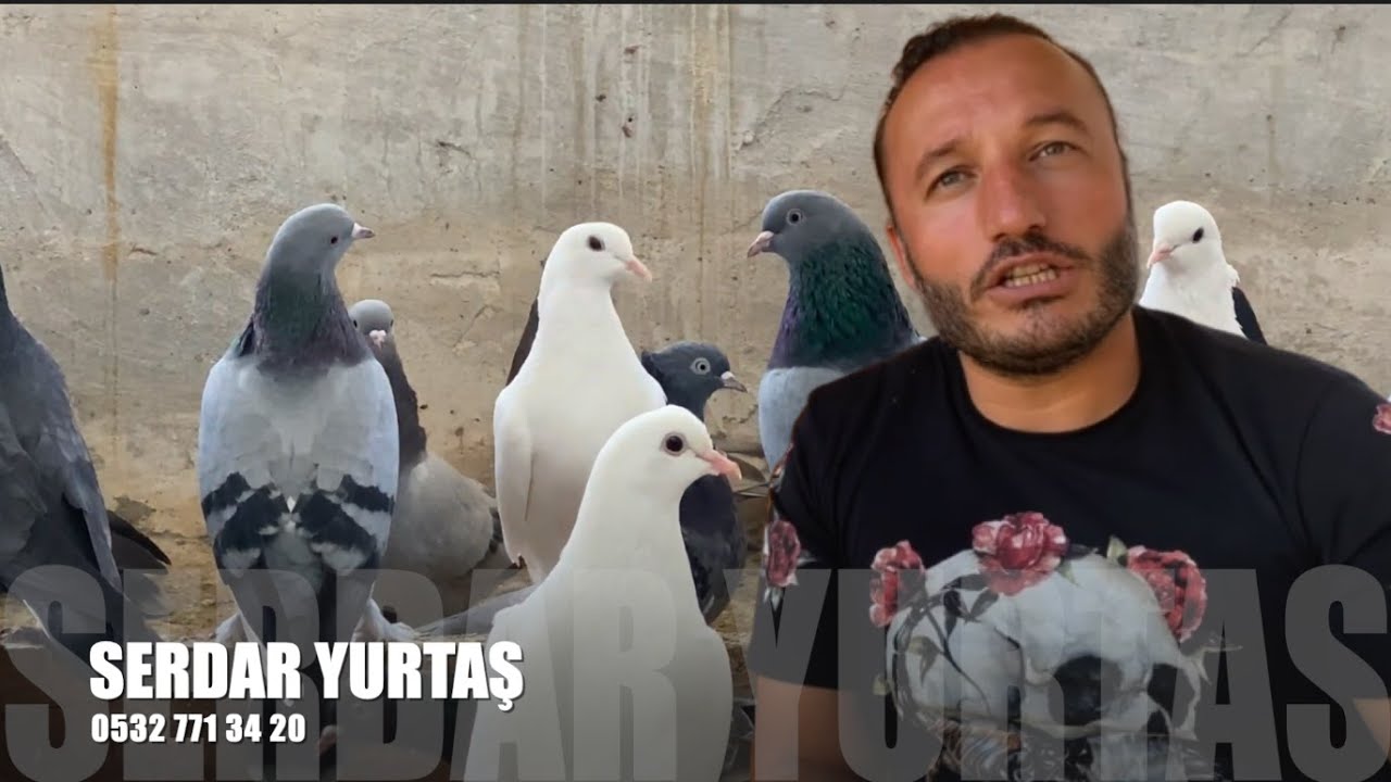Taklacı Güvercin Sohbeti Serdar Yurttaş I (Kuaför)