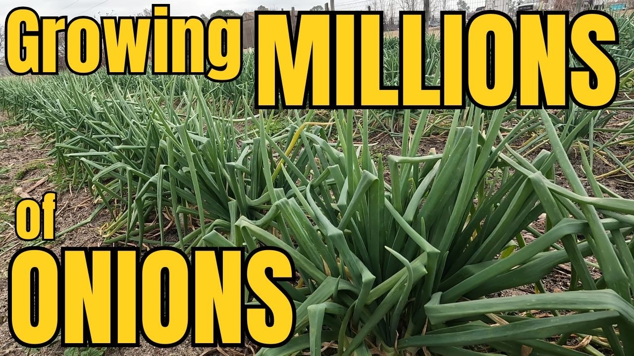 TOP Onion growing SECRETS