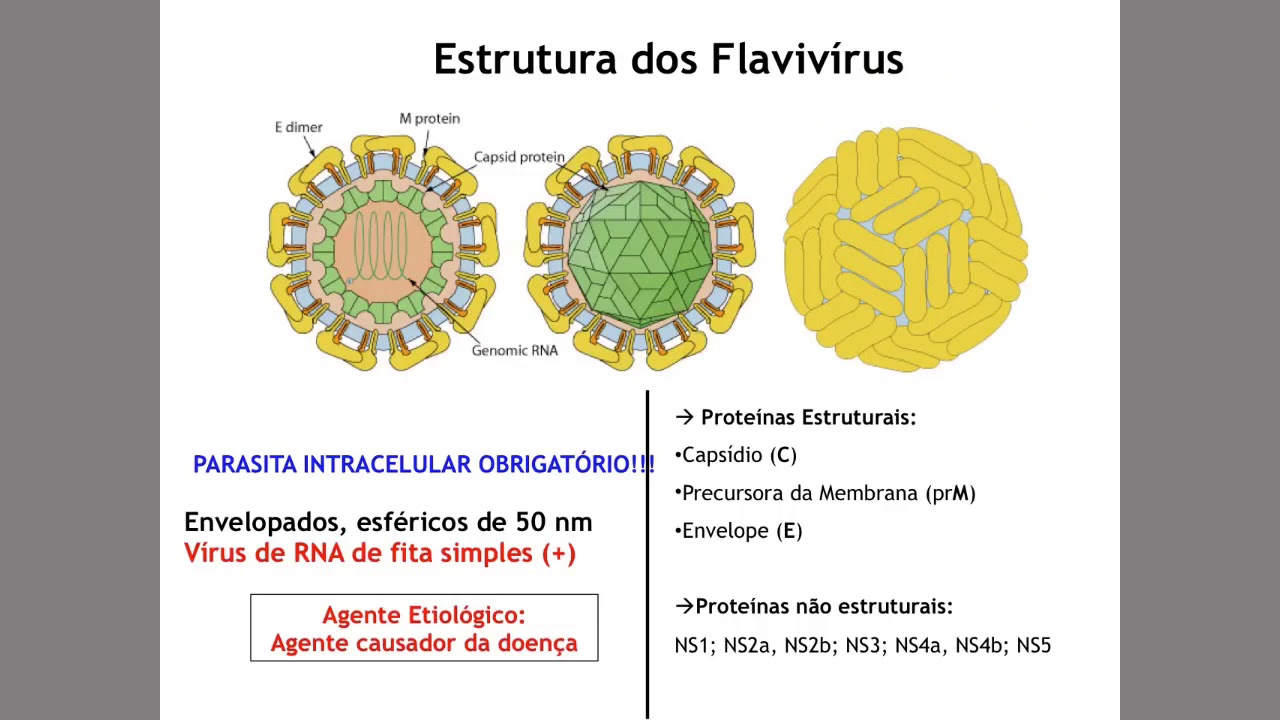 Vídeo 03: Estrutura do vírus da dengue