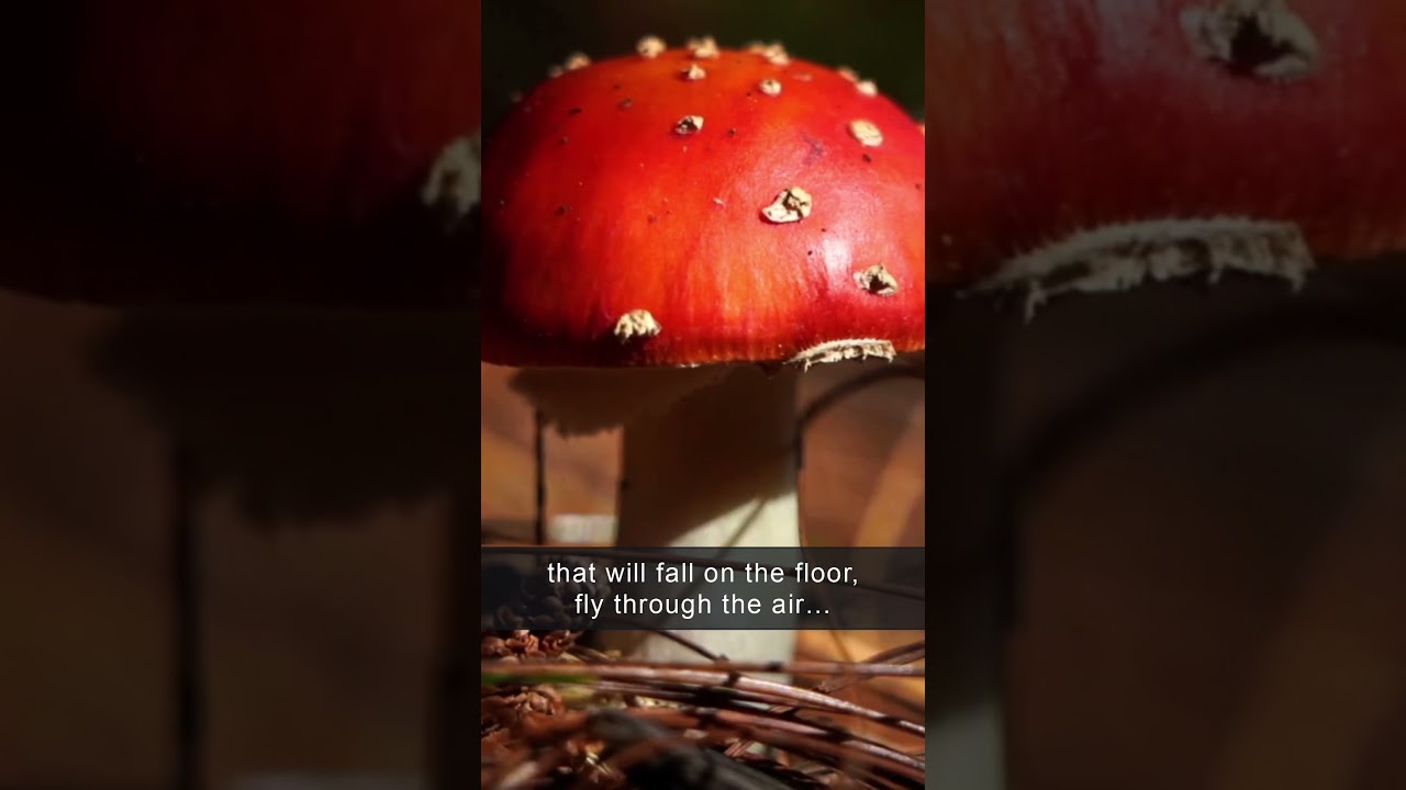 What is the role of fungi spores 🍄 ✨ 💚