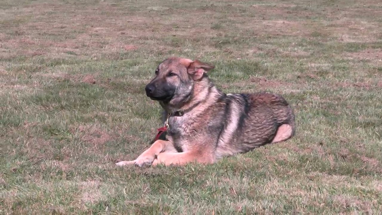 Sweet, Smart, and So Obedient! Kraftwork K9 Pro German Shepherds