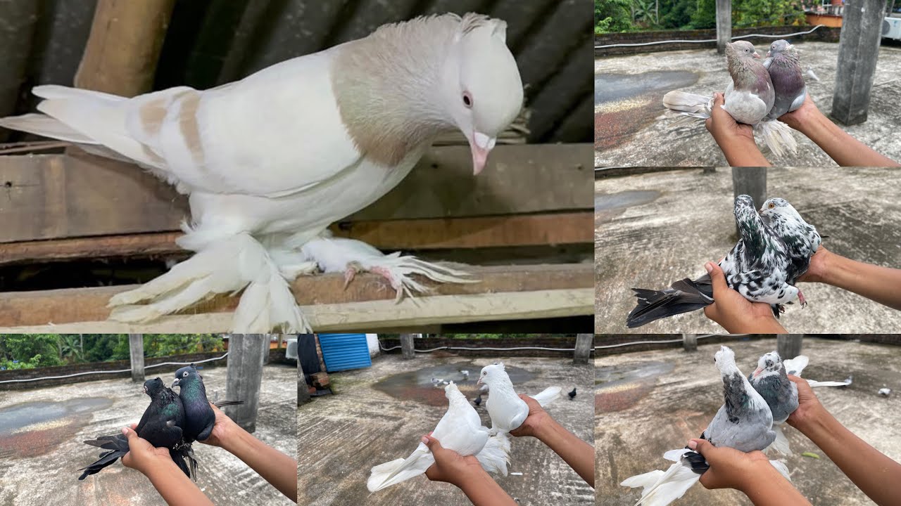 রাজশাহি কবুতরের বাজি দেখাবেন আজ 🥰 তার সাথে থাকবে ঝামোর কবুতরের বাজি 😳 না দেখলে পুরোই মিস 🧐