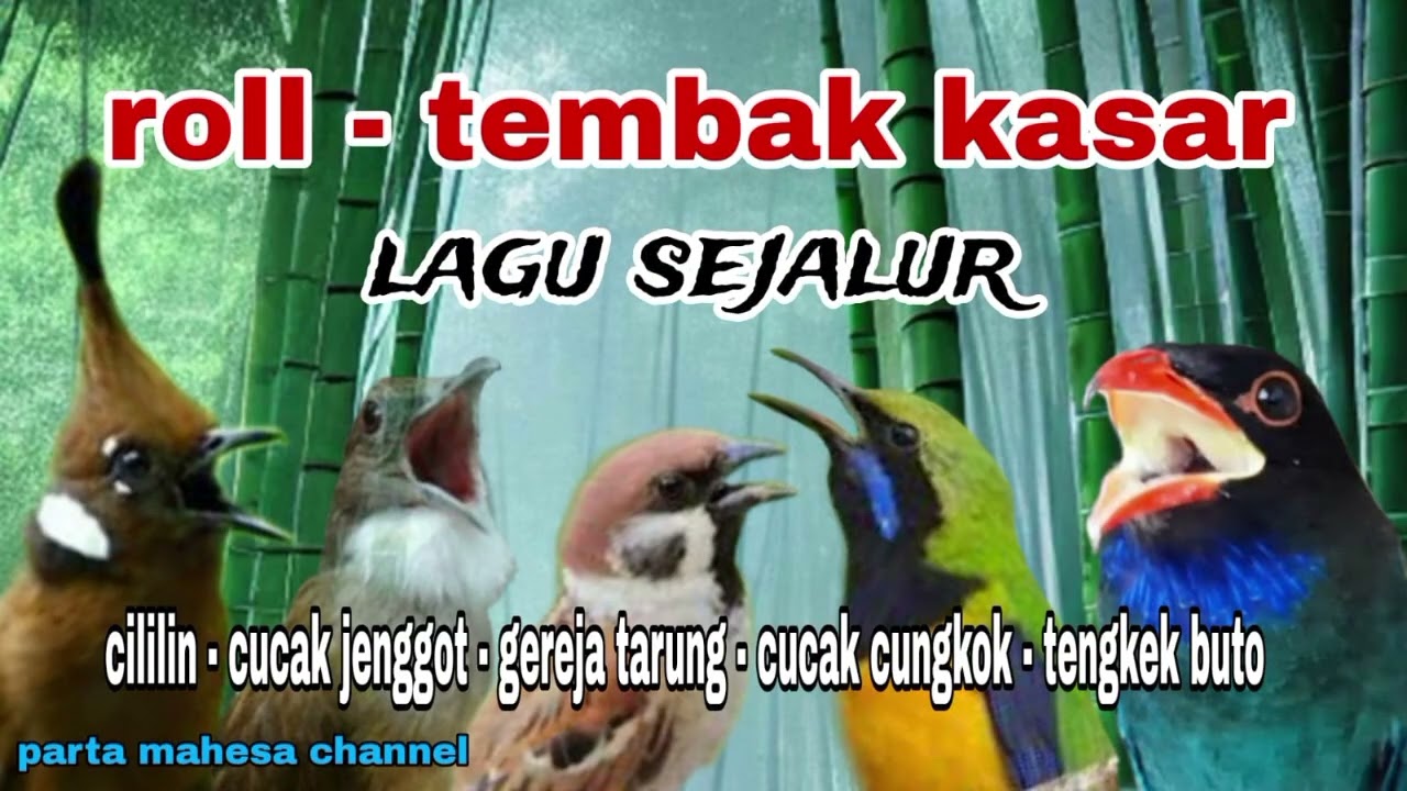 MASTERAN AUDIO JERNIH‼️CILILIN || CUCAK JENGGOT || GEREJA TARUNG || CUCAK CUNGKOK || TENGKEK BUTO