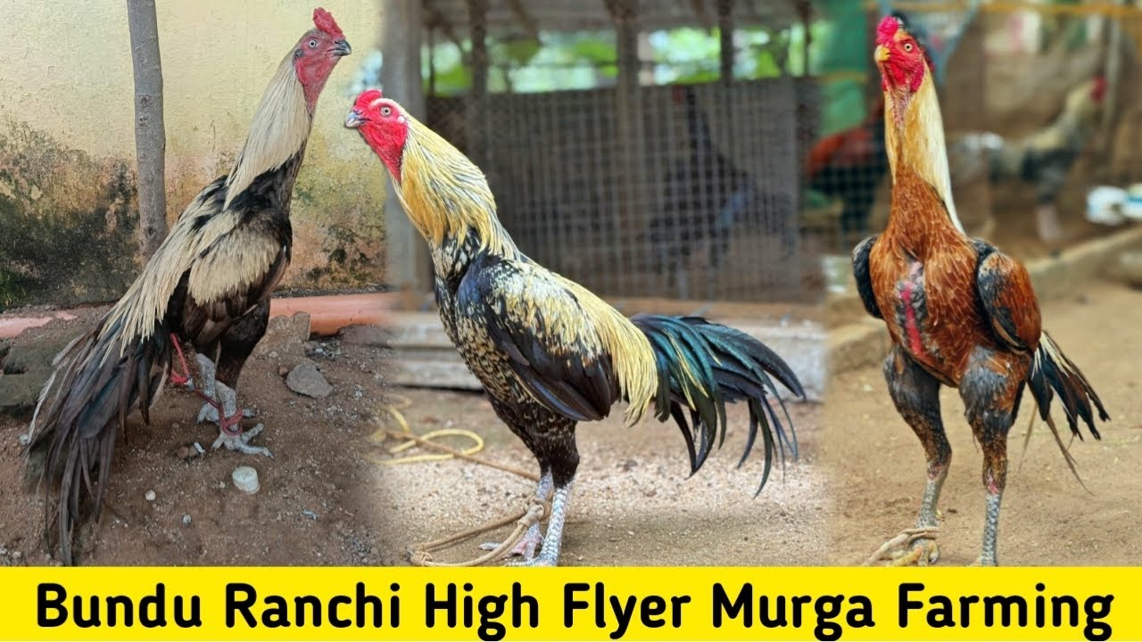 Bundu Ranchi Online Murga Sale || High Flyer Murga Farm Ranchi || Swansi Farm