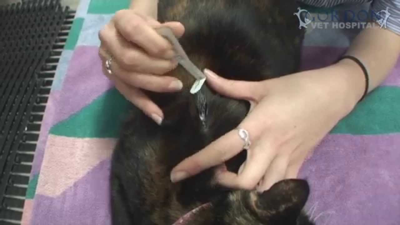 Easy Way To Apply Frontline To A Cat - with Nurse Emma
