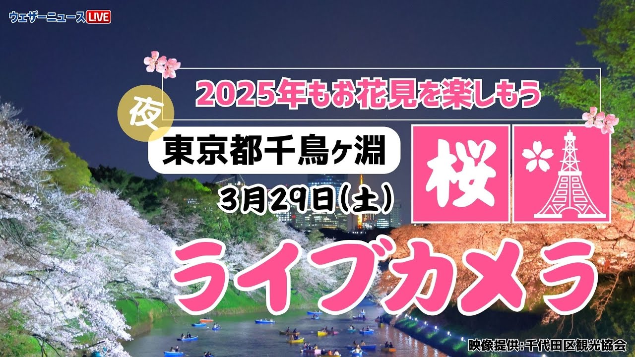 【夜桜ライブカメラ】ソメイヨシノ／「東京都・千鳥ヶ淵緑道」ライブカメラより/Cherry Blossom Live Camera　 2025年3月29日(土)  #桜  #さくら #ソメイヨシノ