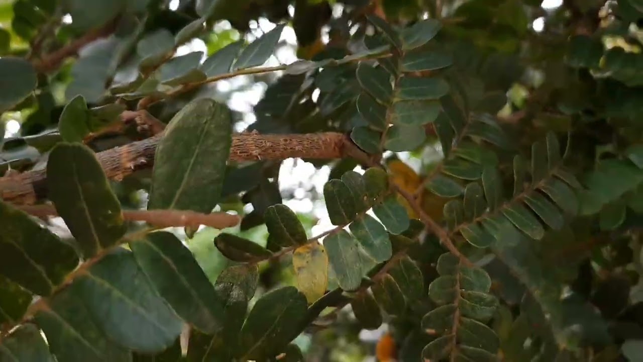 PAU-BRASIL (PAUBRASILIA ECHINATA) #&aacute;rvores 