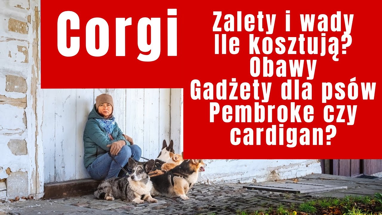 Pieski corgi: zalety i wady, obawy, ile kosztują, cardigan czy pembroke, psie gadżety
