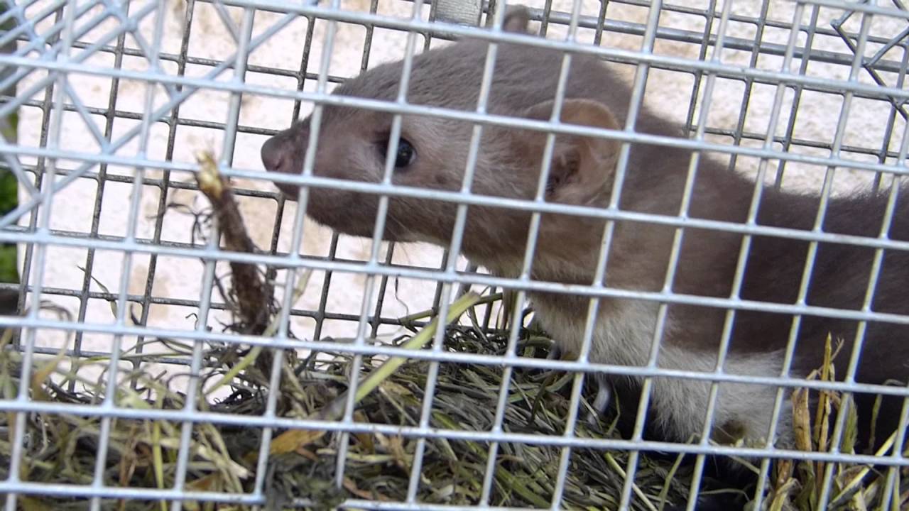 Marten relocation - Nyest befogás és áthelyezés