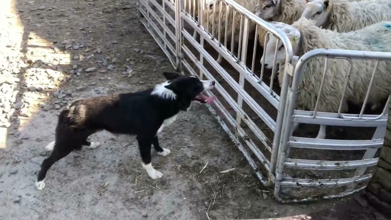 Lot 37 Burndale Max-2/7/25 Farmers marts Dolgellau Online sheepdog Auction