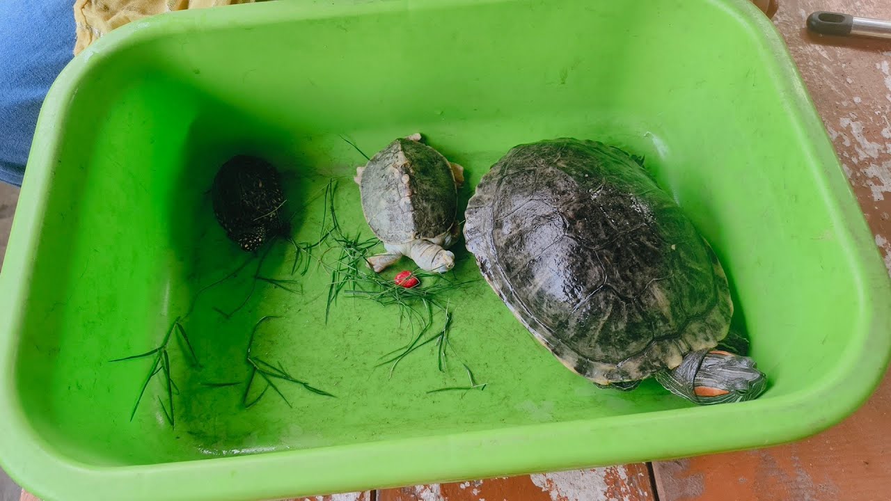 Tolu molu#🐢 khel raha hai 🙏