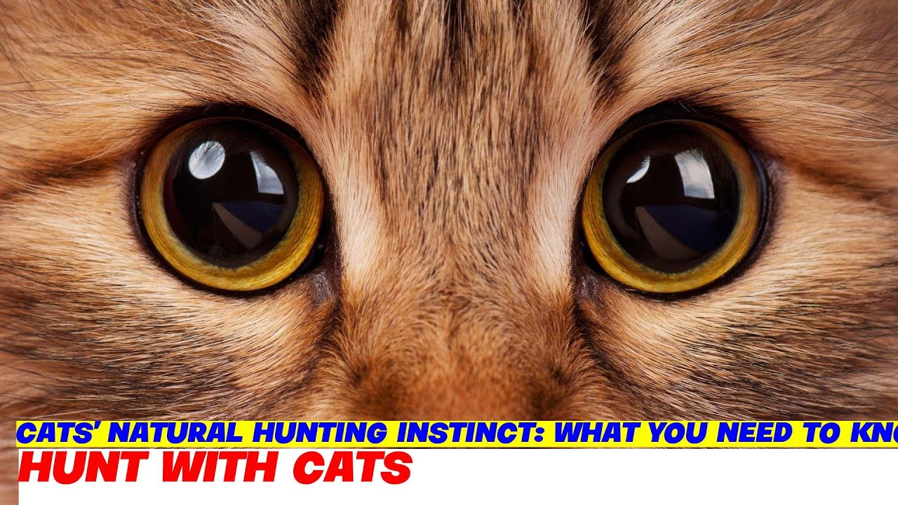 Cats' Natural Hunting Instinct: What You Need to Know