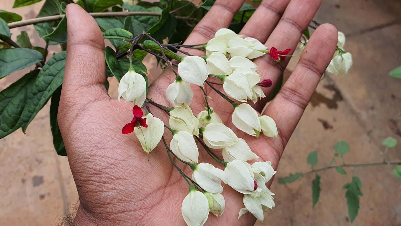 The Bleeding-Heart Vine Care | Clerodendrum Thomsoniae