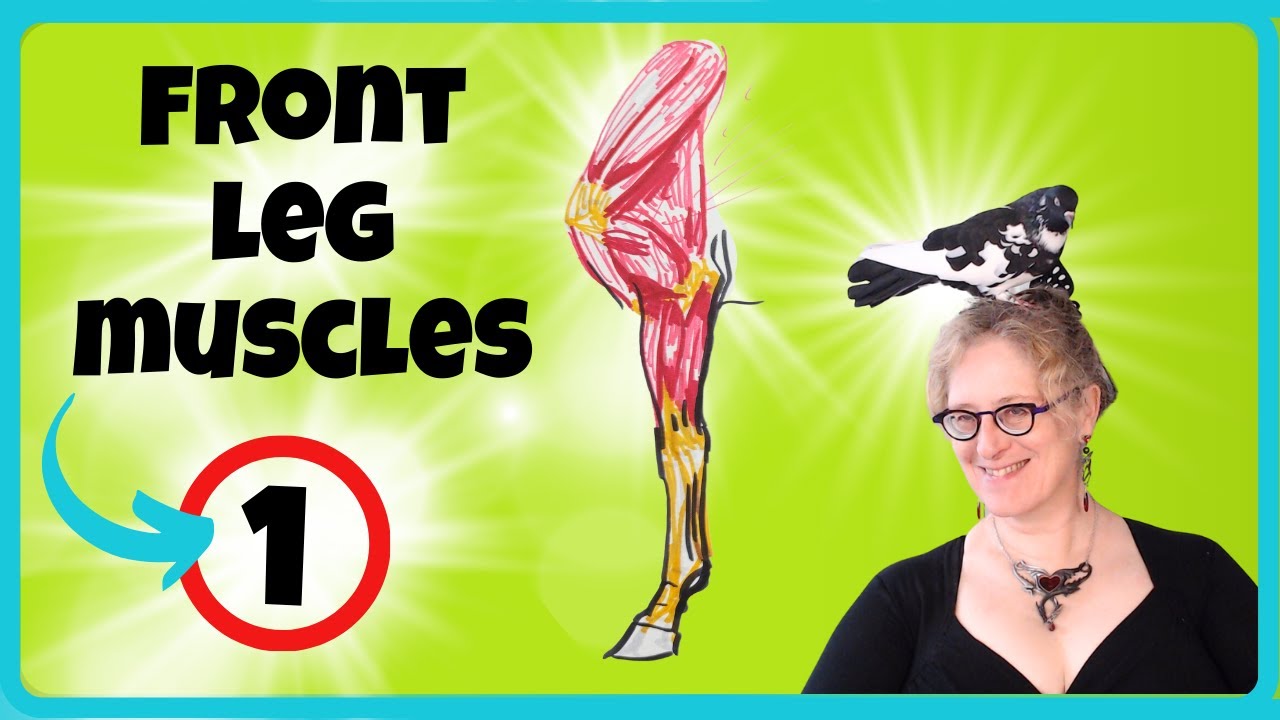 Horse Anatomy for artists: The Muscles of the Front Leg