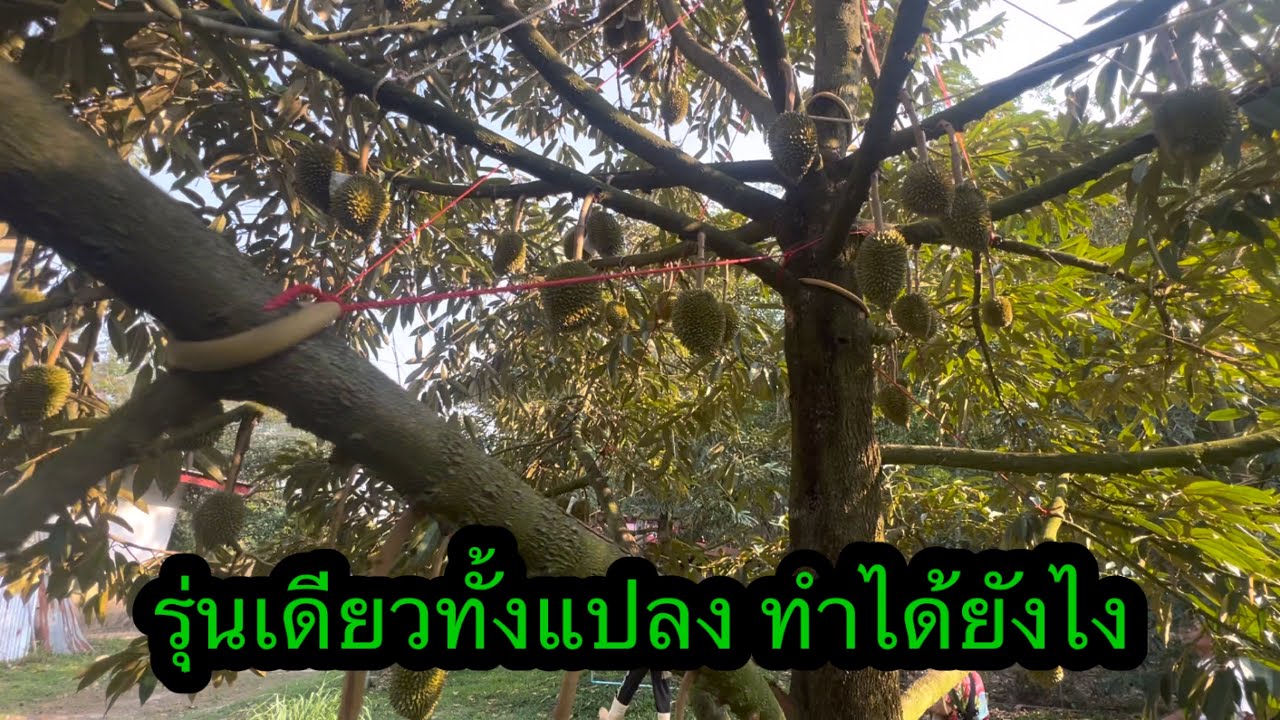 ดอกรุ่นแรกสวนนี้สวยมาก ได้รุ่นเดียวพอต้นเลย