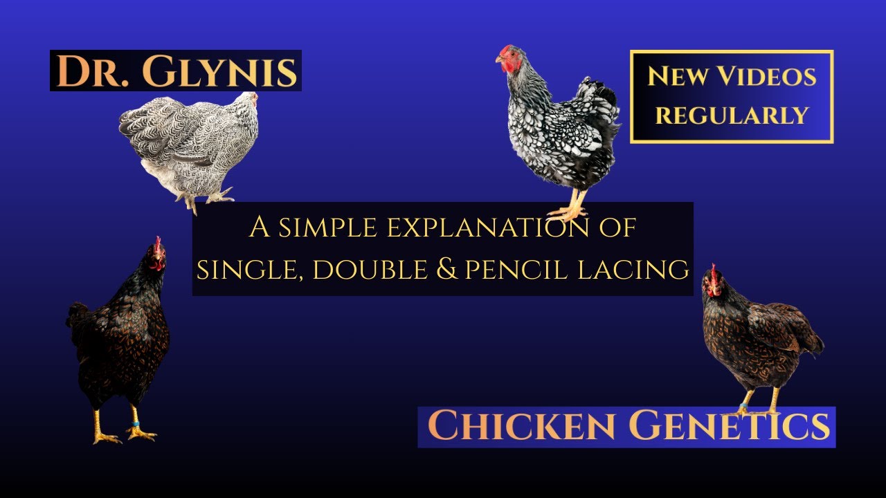 18. Chicken Genetics: Lacing Patterns