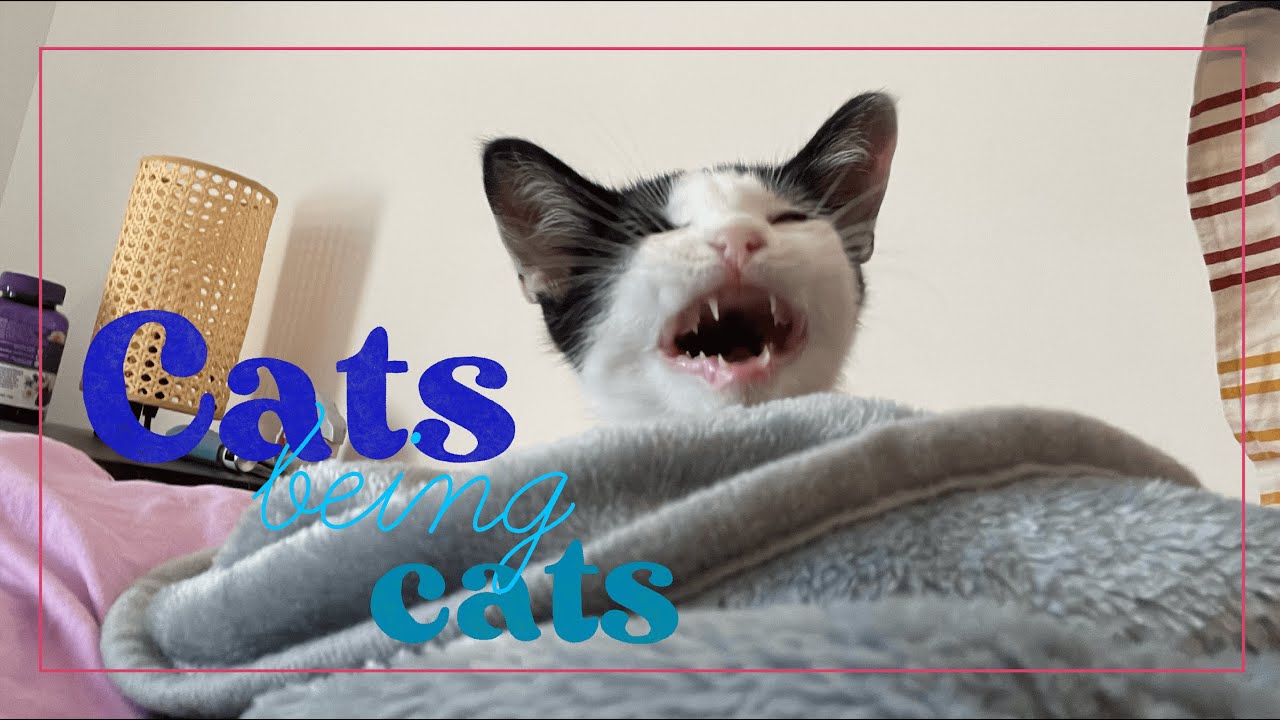 Cats being Cats