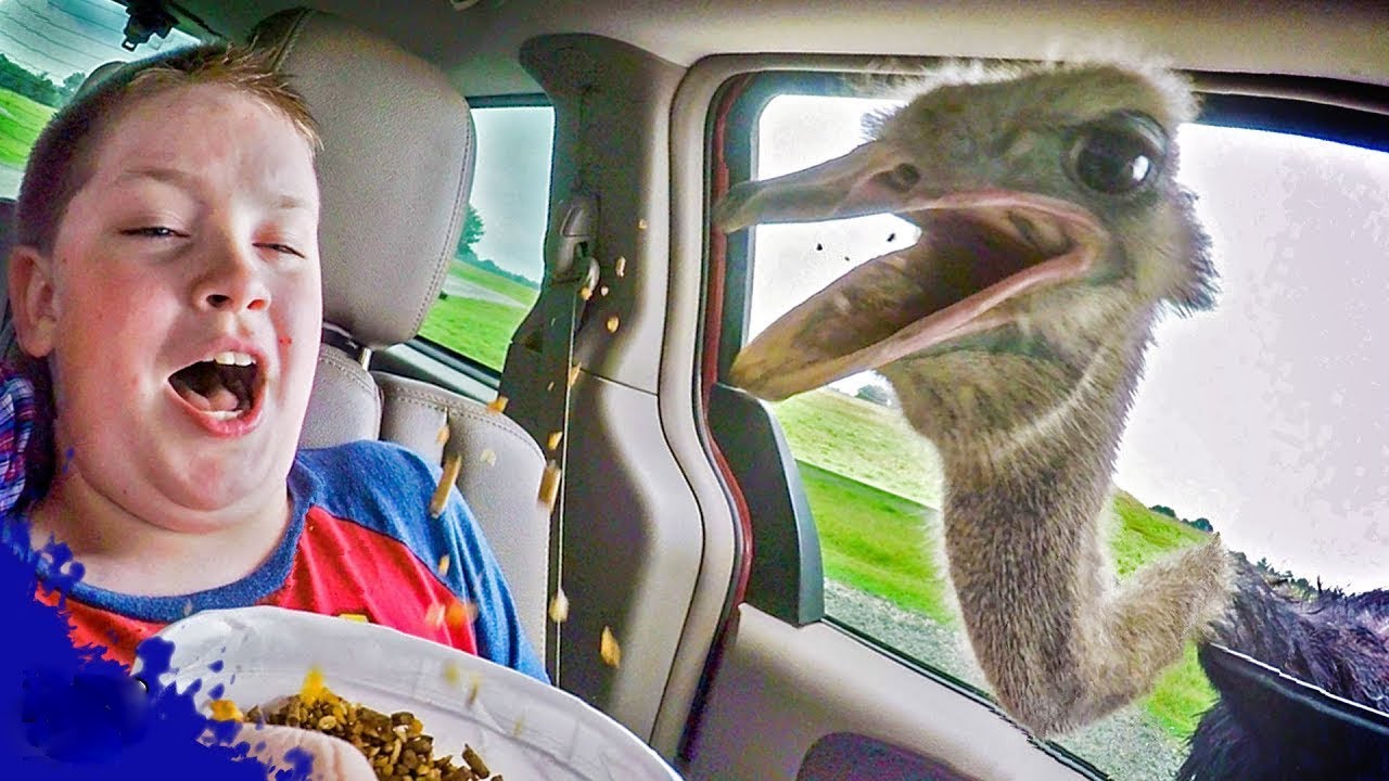 Ostrich Steal Tourist's  Food|| Funny Baby and Pet