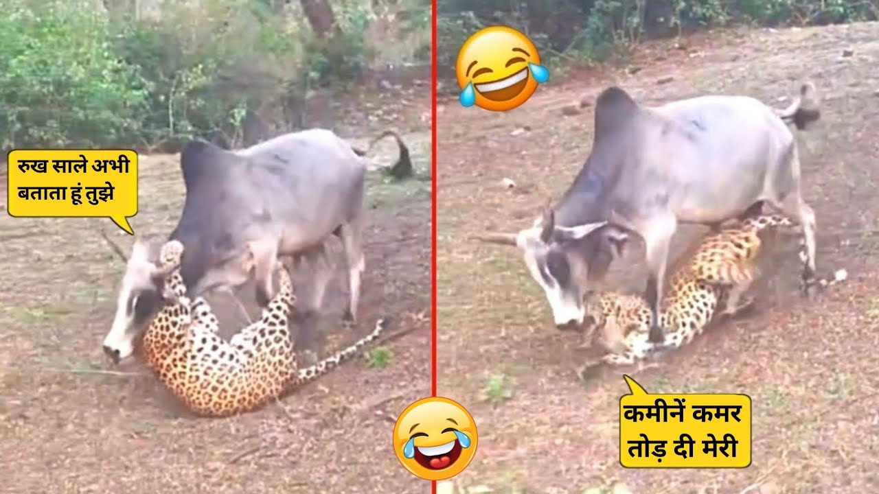 तेंदुए ने गलत जानवर से पंगा ले लिया 😜 | Funny Animals Videos in Hindi
