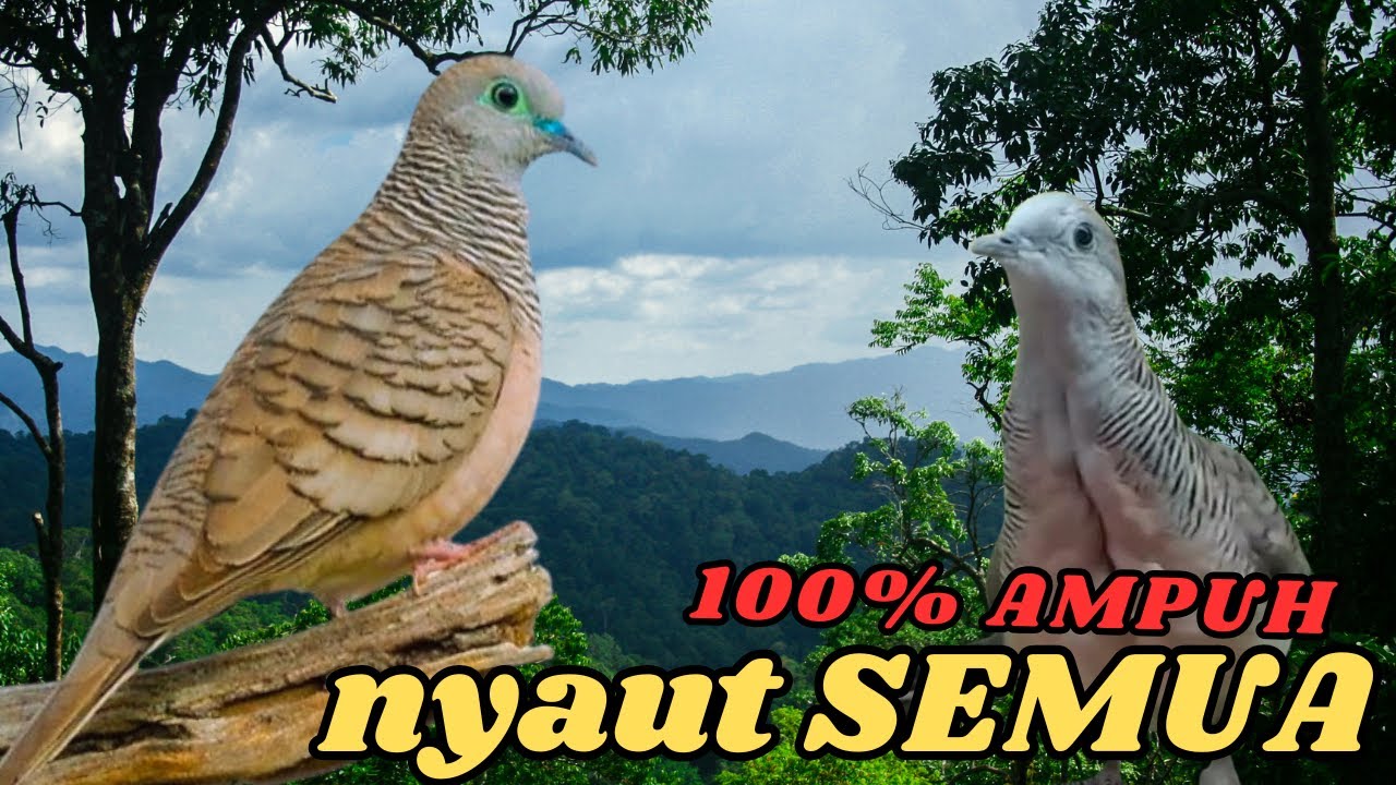 100% Ampuh! suara kutut liar ini penuh lantunan lagu indah, pas buat kutut malas bunyi