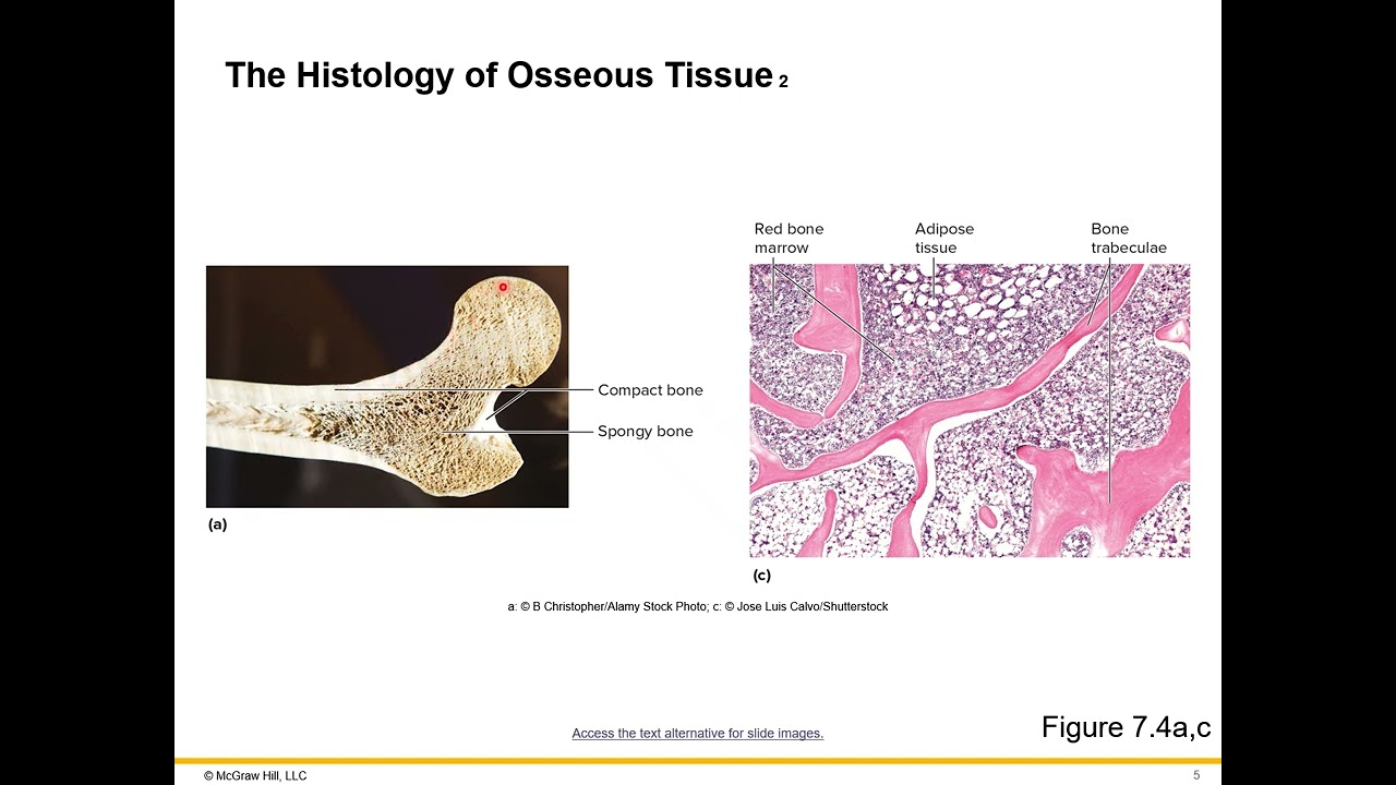 201 Bone Lecture Histology