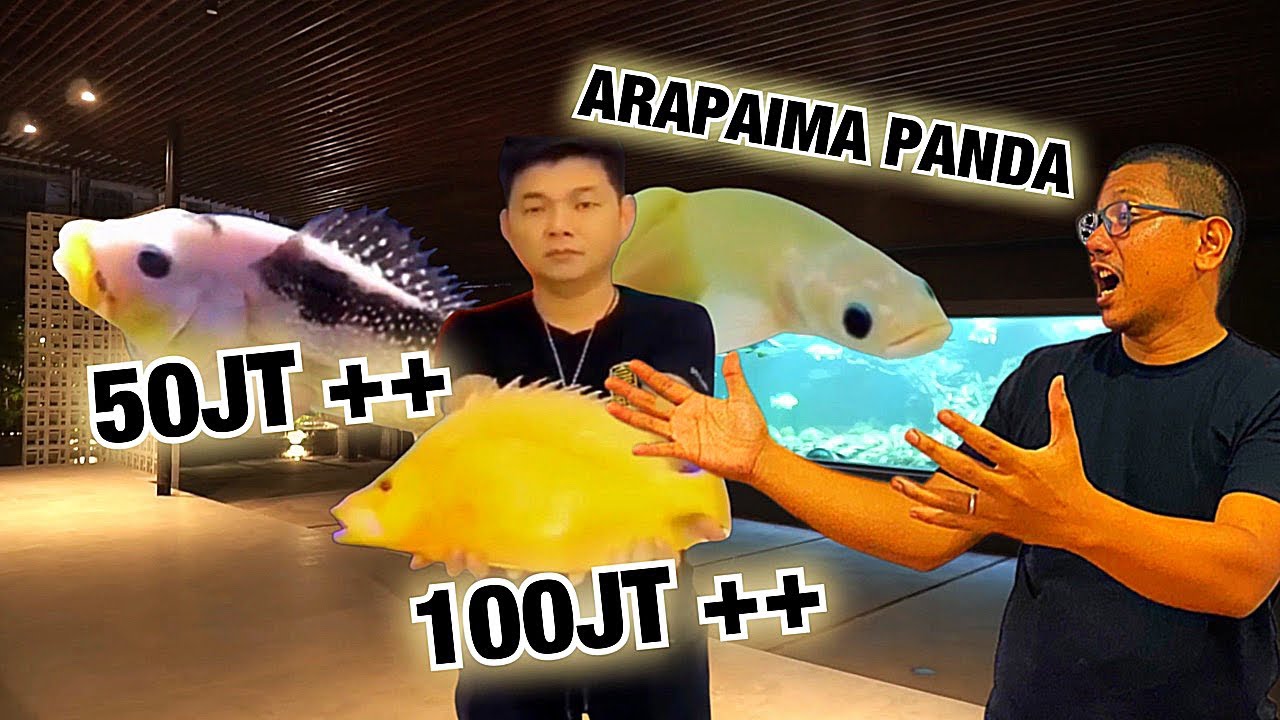 GILA, INILAH IKAN HIAS LANGKA SEHARGA RATUSAN JUTA